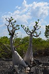 Pachypodium ambongense PV2830 Tsingy de Namoroka GPS249 Mad 2015_1454.jpg
